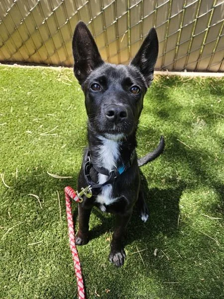 A young small-sized female Labrador Retriever dog named Luna for adoption in Escondido, CA