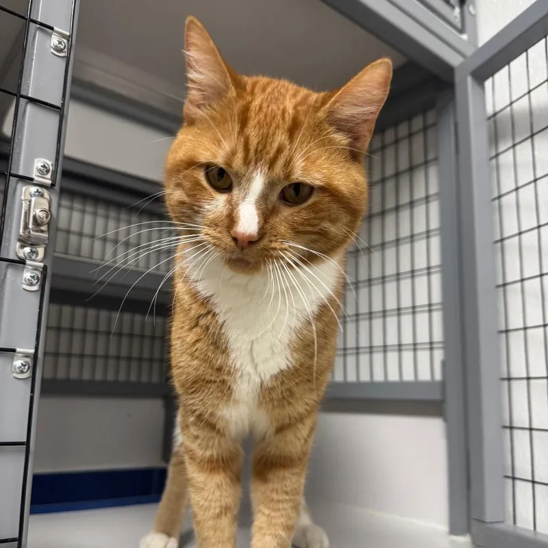 A young small-sized male Orange / Red Domestic Short Hair cat named Nacho for adoption in Shelbyville, IL
