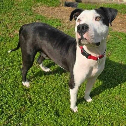An adult medium-sized male Mixed Breed dog named Pennzoil for adoption in Covington, LA