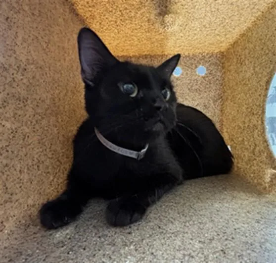 An adult medium-sized female Domestic Short Hair cat named Salem for adoption in Lancaster, CA