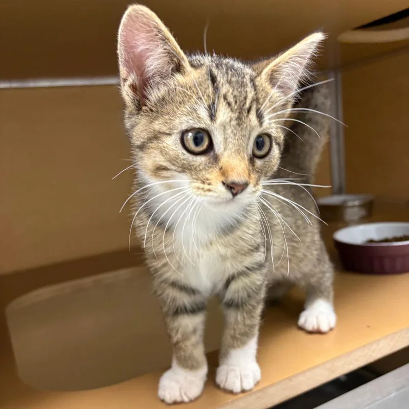 A baby small-sized female Brown / Chocolate Domestic Short Hair cat named Yasu for adoption in Brookfield, WI