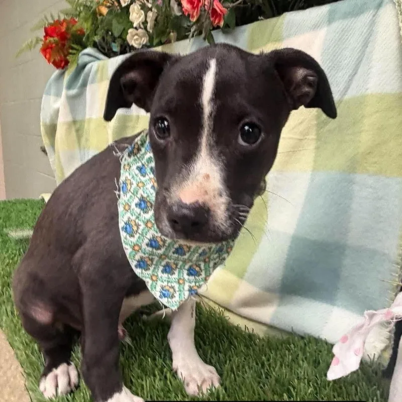 A baby medium-sized male Black American Staffordshire Terrier dog named Button for adoption in Turlock, CA