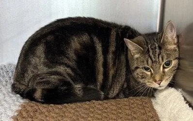 An adult large-sized male Domestic Short Hair cat named Ca  Poppat for adoption in Glen Allen, VA