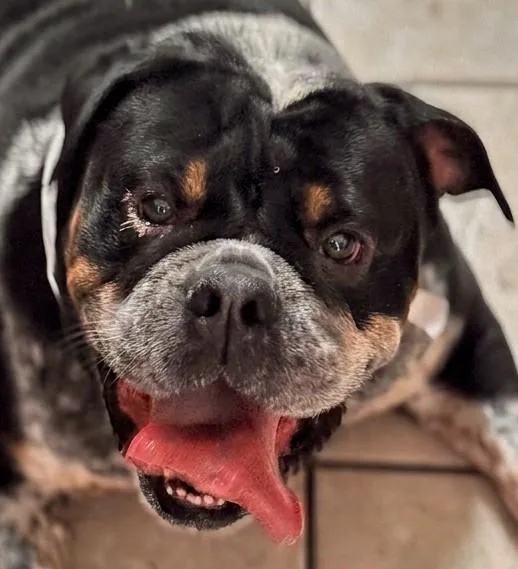 An adult large-sized female English Bulldog dog named Piper for adoption in Scottsdale, AZ