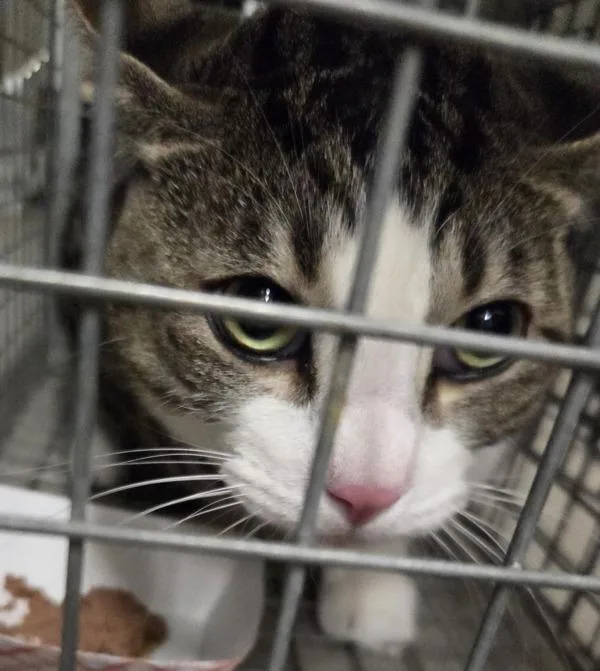 A young medium-sized male Domestic Short Hair cat named Mittens for adoption in El Cajon, CA
