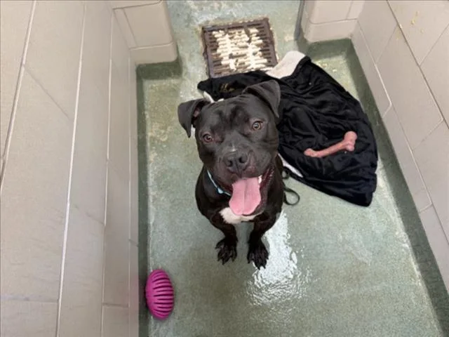 A young large-sized male Mixed Breed dog named Mr. Boombastic for adoption in Santa Fe, NM