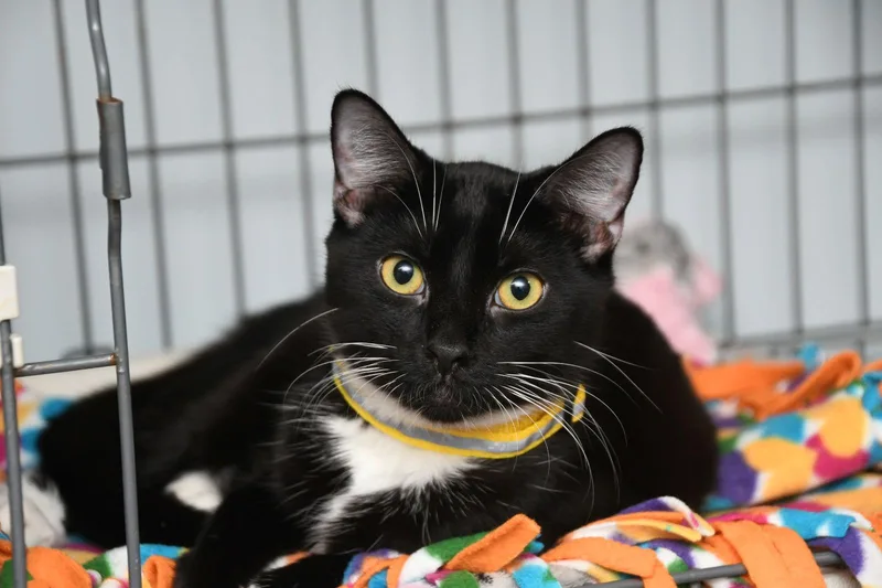 A young medium-sized female American Shorthair cat named Rosie for adoption in Naples, FL