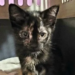 A baby small-sized female Tortoiseshell Domestic Short Hair cat named Hazel for adoption in Fairfax Station, VA