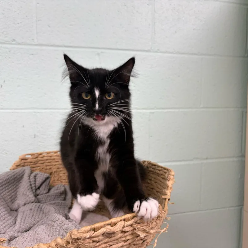 A baby small-sized male Black Domestic Long Hair cat named Mob for adoption in Los Angeles, CA