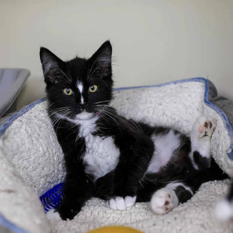 Mob thumbnail 6
