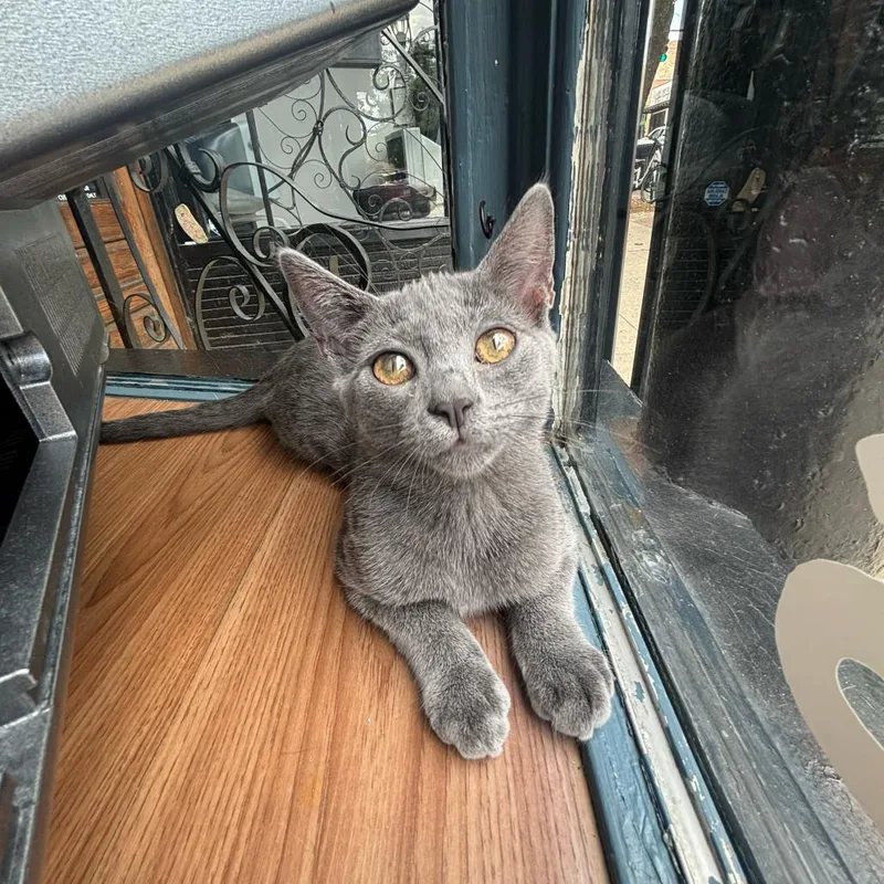 A young small-sized female Domestic Short Hair cat named Jessie for adoption in Stokesdale, NC