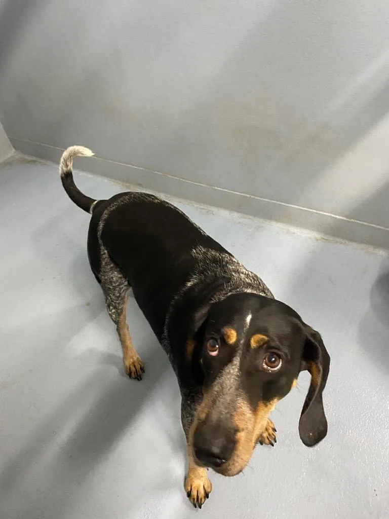An adult large-sized female Bluetick Coonhound dog named Nami for adoption in Cartersville , GA