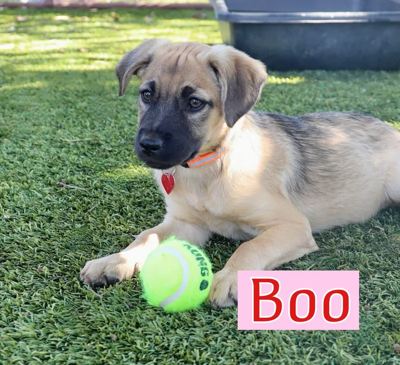A baby medium-sized female Catahoula Leopard Dog dog named Boo for adoption in Keller, TX