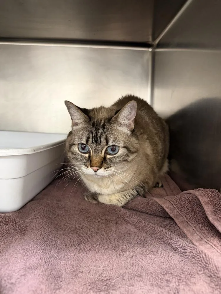 A senior medium-sized female Siamese cat named Zoee for adoption in Ontario, CA