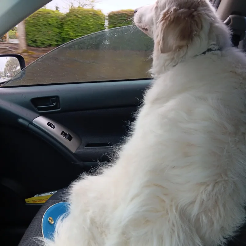 Maisy