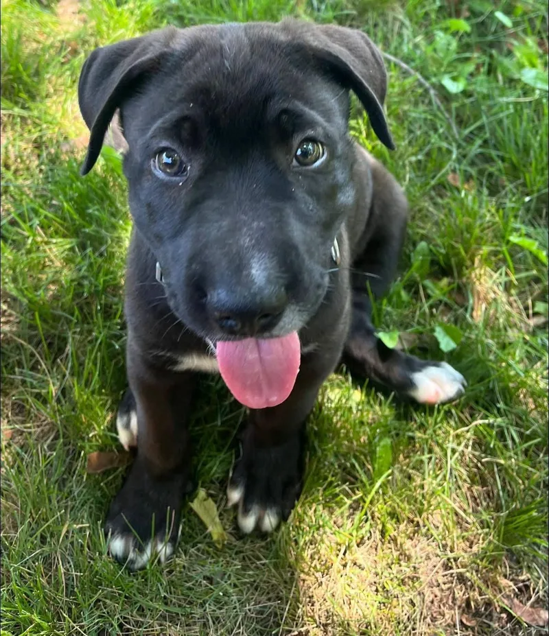 A baby medium-sized male Shar-Pei dog named Coal for adoption in New London, WI