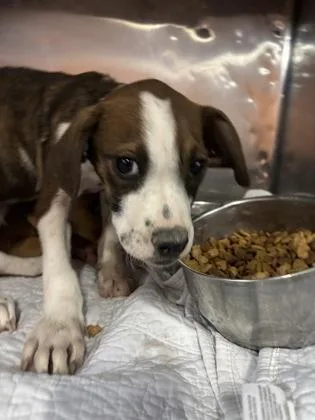 A baby small-sized male Brown / Chocolate Boxer dog named 61281987 for adoption in El Paso, TX