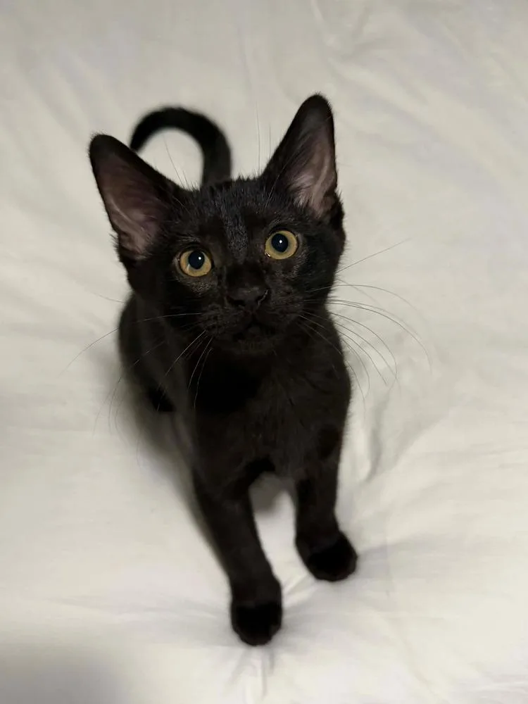 A baby small-sized female Black Domestic Short Hair cat named Marie for adoption in Shawnee, OK