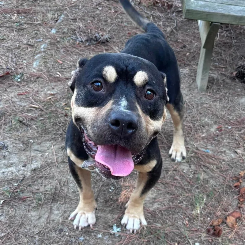 An adult medium-sized male Black Pit Bull Terrier dog named Shakespeare II for adoption in Little Rock, AR