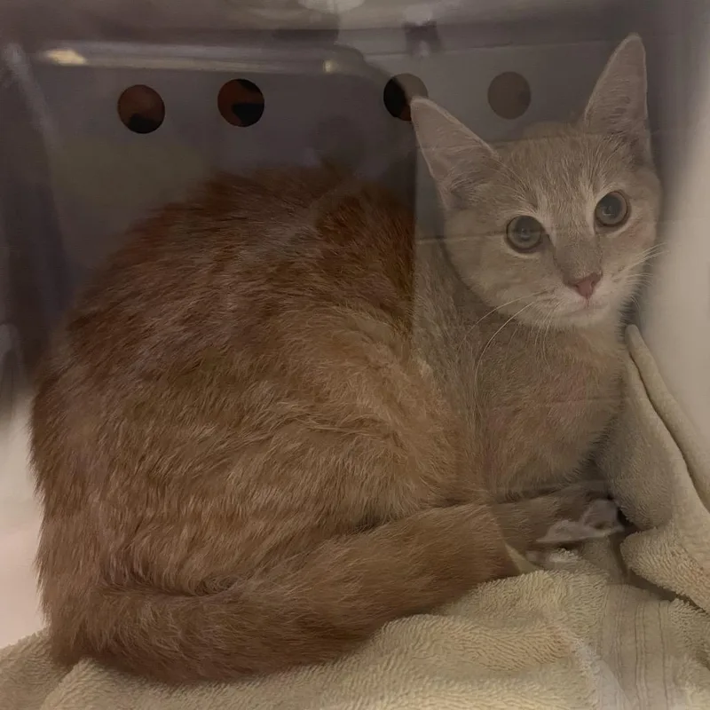 A young medium-sized male Buff / Tan / Fawn Domestic Short Hair cat named Jeeves for adoption in Bristol, IN