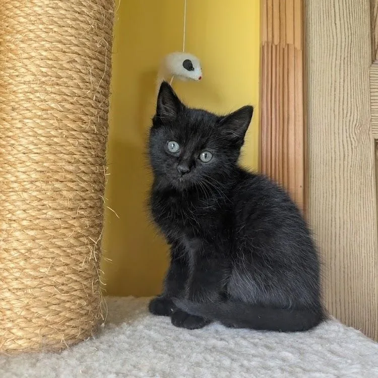 A baby medium-sized male Black Domestic Medium Hair cat named Robert the Bruce for adoption in Johnson City, TN
