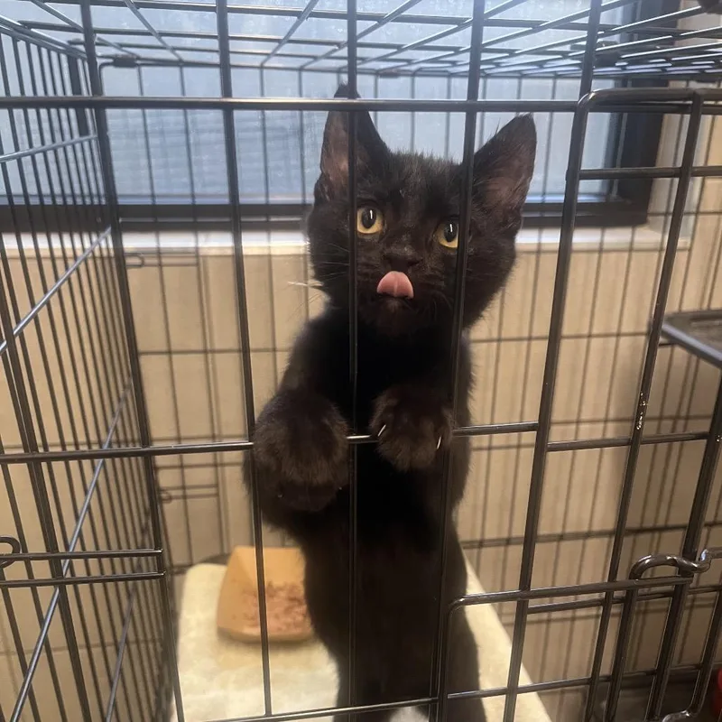 A baby small-sized male Black Domestic Short Hair cat named Loki for adoption in Hinsdale, IL