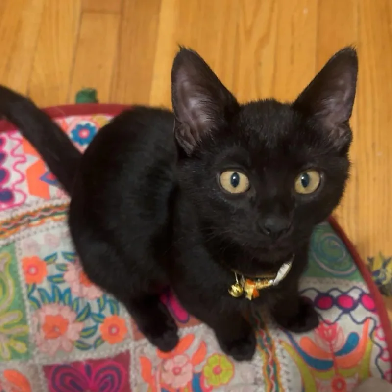 Loki thumbnail 2