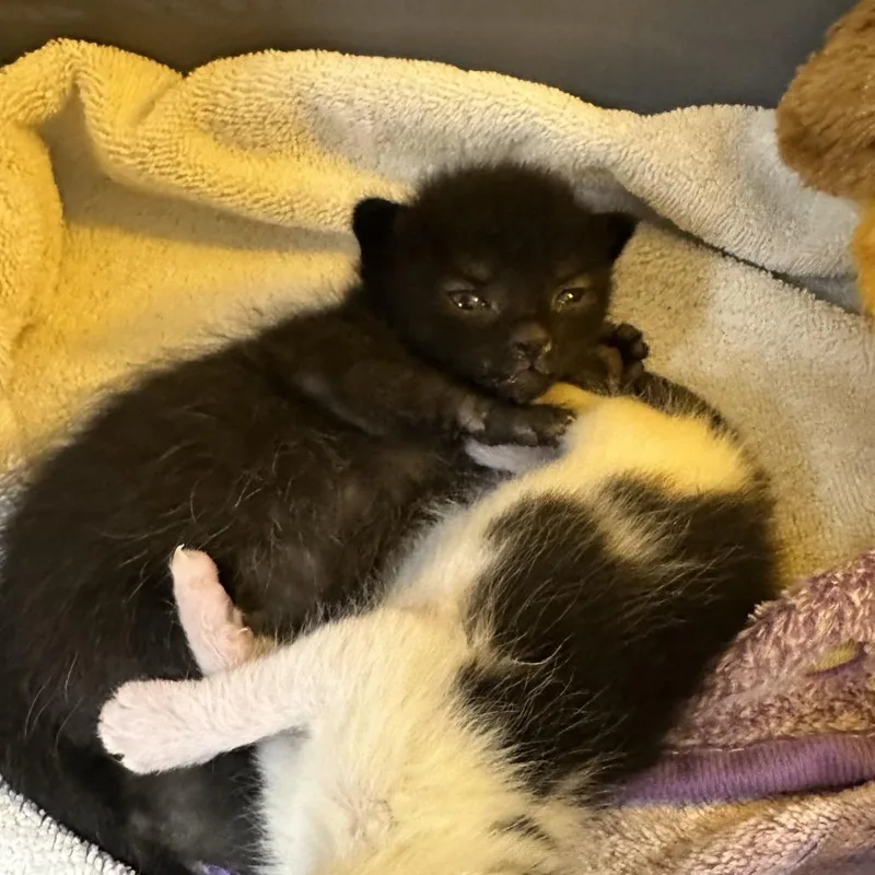 Loki thumbnail 3
