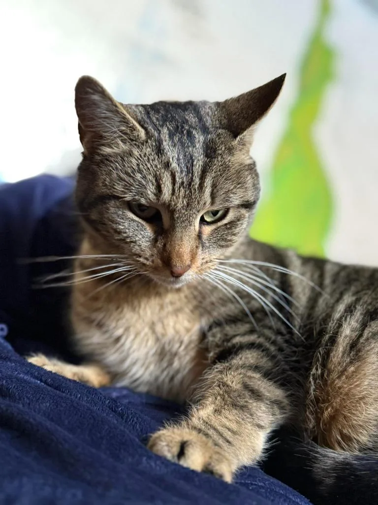 A young small-sized female Domestic Short Hair cat named Kiwi for adoption in Hagaman, NY