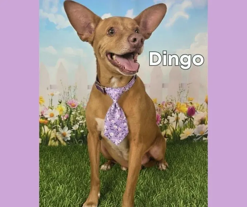 An adult small-sized male Red / Chestnut / Orange Terrier dog named Dingo for adoption in Houston, TX