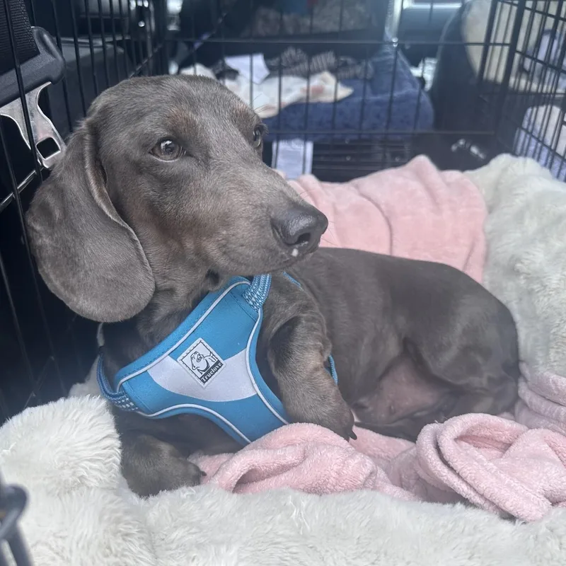 A young small-sized male Gray / Blue / Silver Dachshund dog named Pixel for adoption in Portland, OR
