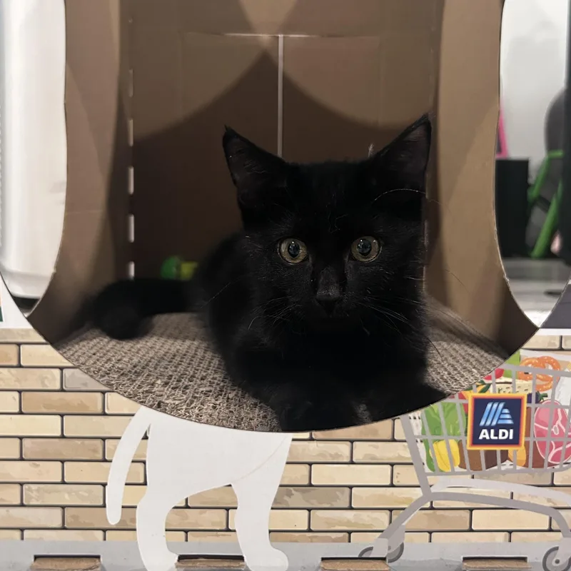 Black Panther thumbnail 3
