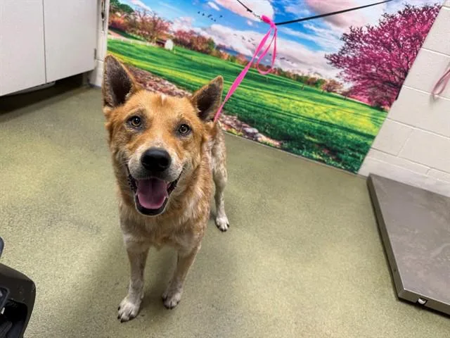 An adult medium-sized male Red / Chestnut / Orange Australian Cattle Dog / Blue Heeler dog named SAVE ME PLEASE Dawson for adoption in San Marcos, CA
