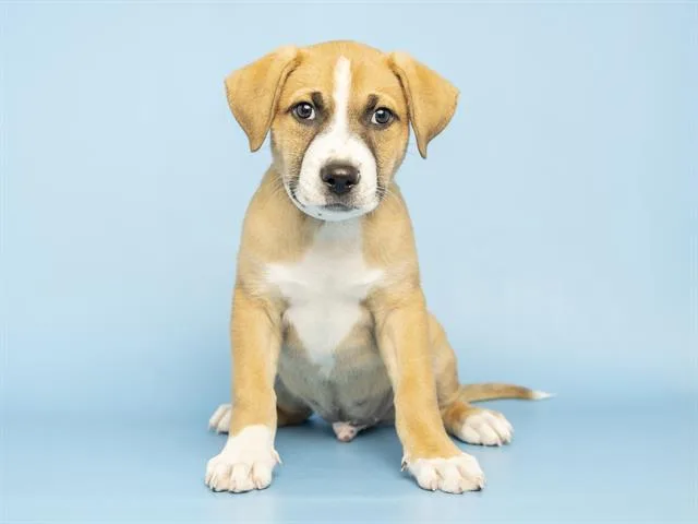 A baby small-sized male Pit Bull Terrier dog named Rocky for adoption in Phoenix, AZ