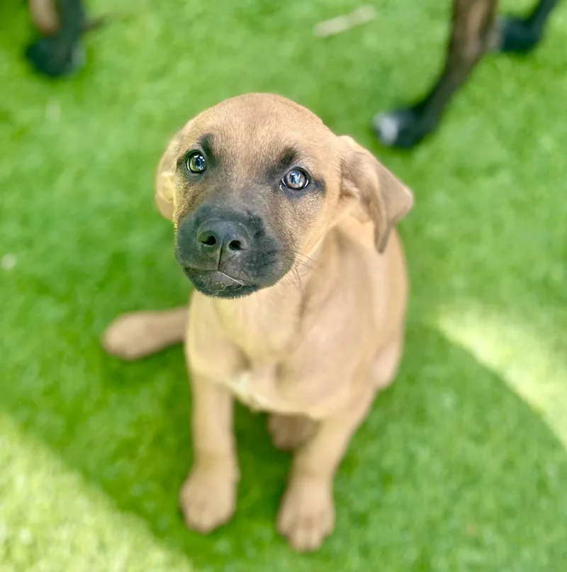 A baby medium-sized female Labrador Retriever dog named Athena for adoption in Royal Palm Beach, FL