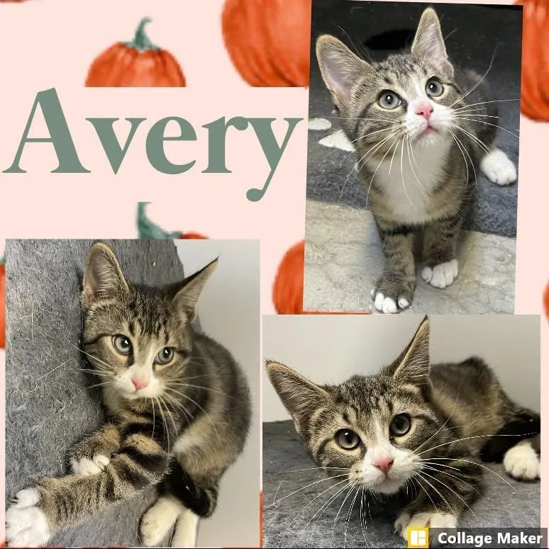 A young medium-sized female Domestic Short Hair cat named Avery for adoption in Clearfield, PA