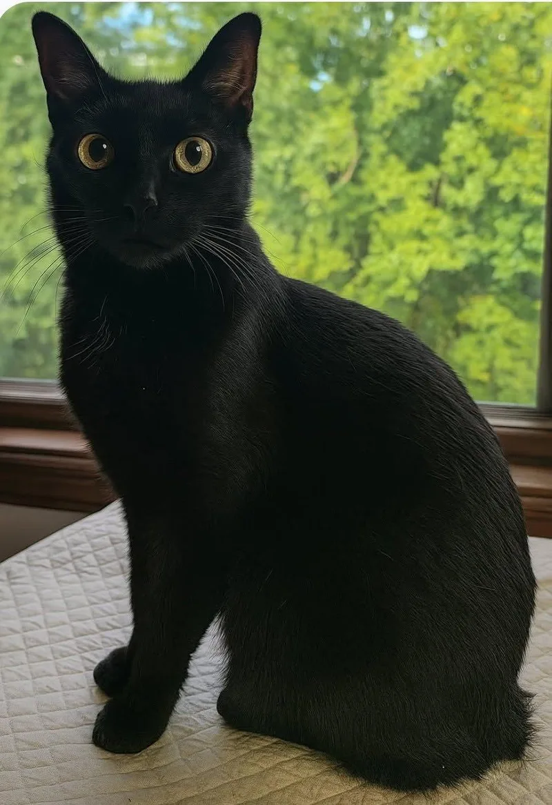 An adult medium-sized male Black Domestic Short Hair cat named Sonny for adoption in Lansdowne, PA