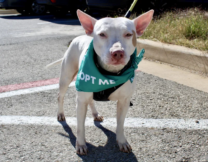 An adult medium-sized female White / Cream American Staffordshire Terrier dog named Lulu for adoption in Seville, OH