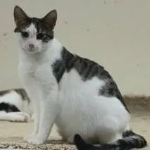 Jacaranda thumbnail 2