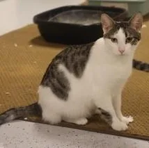 Jacaranda thumbnail 3