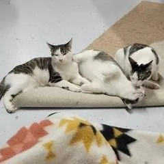 Jacaranda thumbnail 4