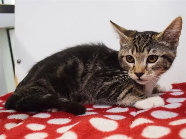 A baby small-sized female Domestic Short Hair cat named Blinda for adoption in Sacramento, CA