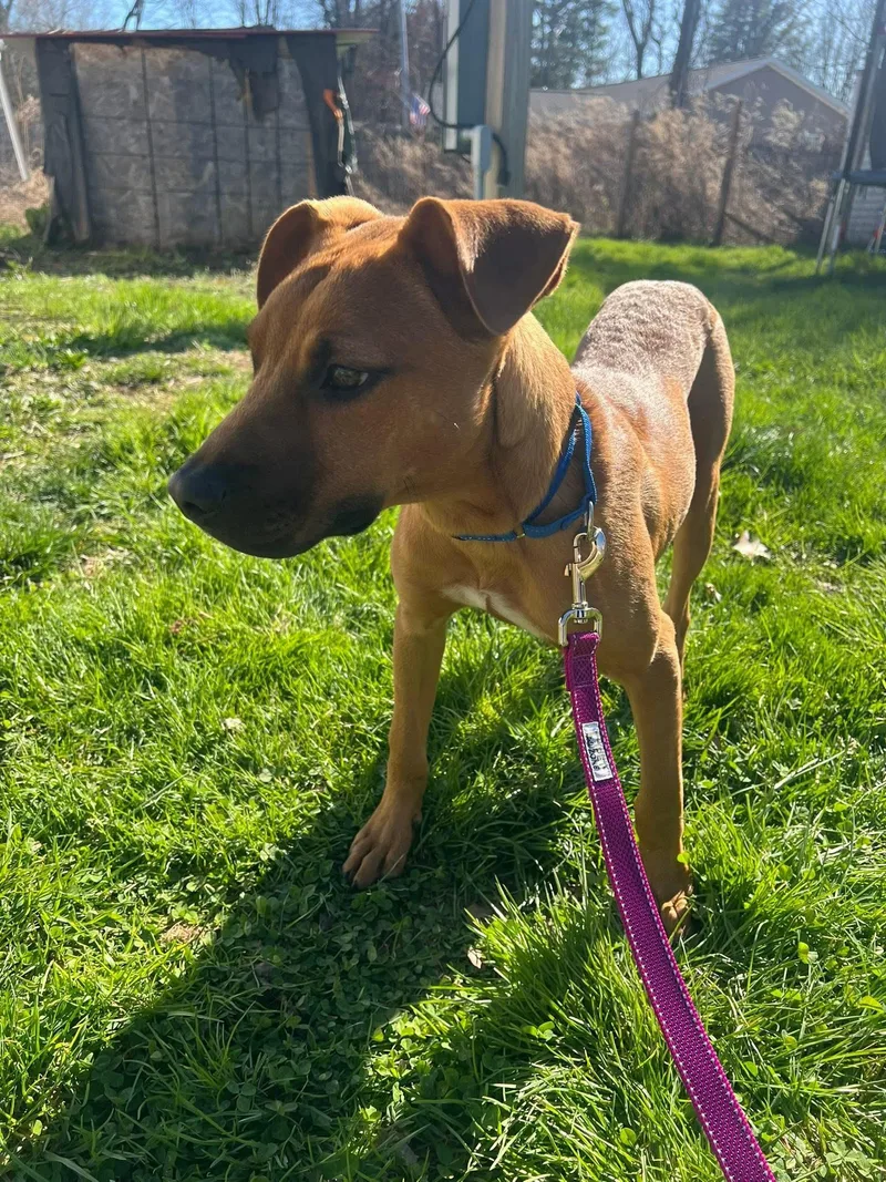 A baby medium-sized male Red / Chestnut / Orange Mixed Breed dog named Max for adoption in Highland, NY