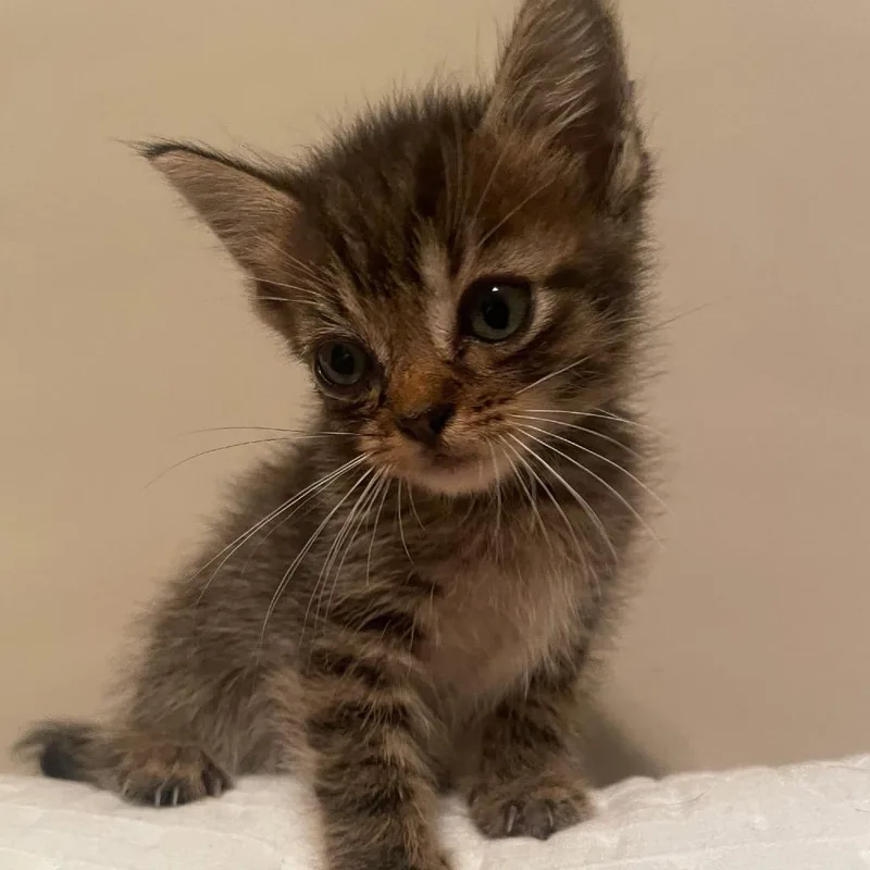 A baby small-sized male Brown / Chocolate Domestic Medium Hair cat named Clove for adoption in Auburn, AL