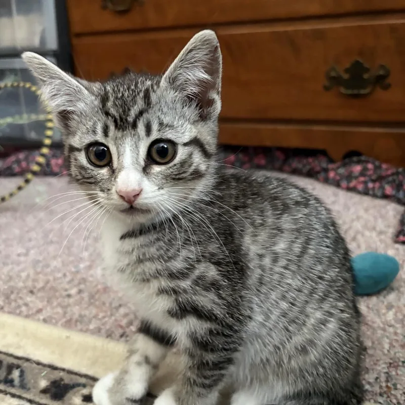 A baby small-sized female Gray / Blue / Silver Domestic Short Hair cat named Avalanche for adoption in Ferndale, WA