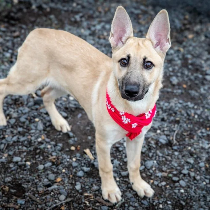 A young medium-sized female Yellow / Tan / Blond / Fawn Mixed Breed dog named Little Lady for adoption in Aldie, VA