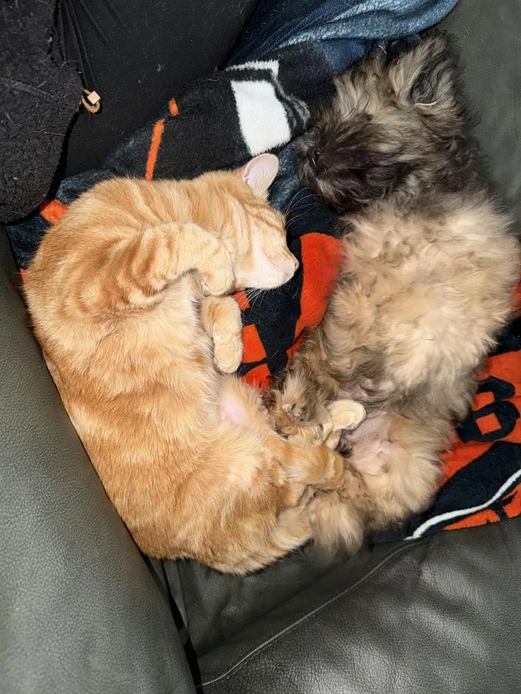 An adult small-sized female Tabby (Orange / Red) Domestic Short Hair cat named Susan for adoption in Broomfield, CO