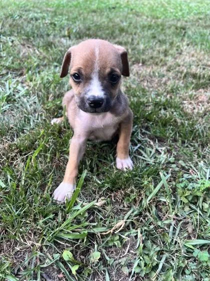 A baby medium-sized male Brown / Chocolate Mixed Breed dog named Blicky for adoption in Covington, LA