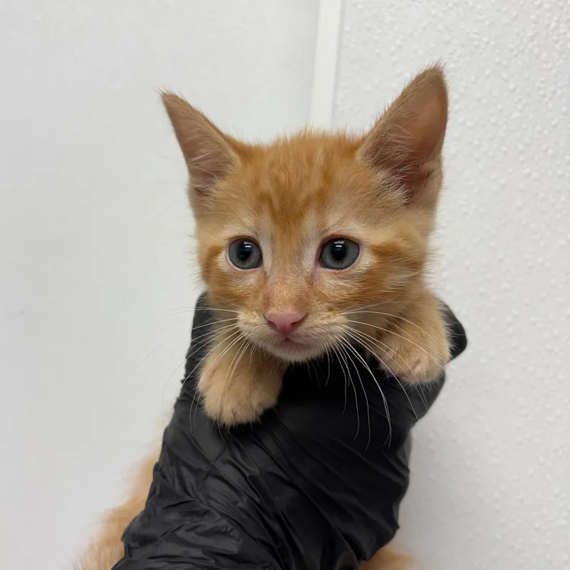A baby small-sized male Orange / Red Domestic Short Hair cat named Needy Baby for adoption in Abilene, TX