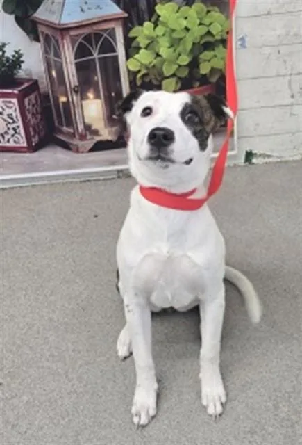 A young small-sized female Pit Bull Terrier dog named Jada for adoption in San Bernardino, CA